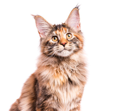 Portrait of domestic tortoiseshell Maine Coon kitten. Fluffy kitty isolated on white background. Close-up studio photo adorable curious young cat looking away.