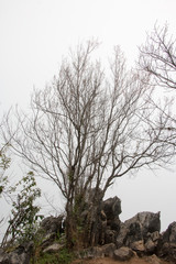 branch of tree and white sky,brown color of branch