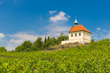 Vineyard of st.Klara near Chateau Troja, Prague, Czech Republic