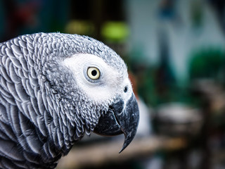 Parrot macaw in the zoo