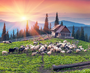 Fototapeta premium Shepherds and sheep Carpathians