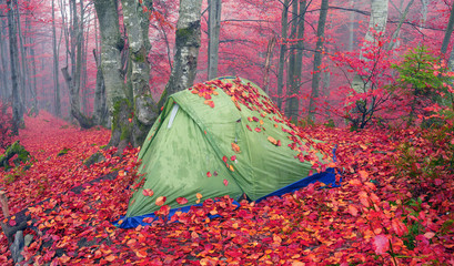 Tent backfilled yellow leaves
