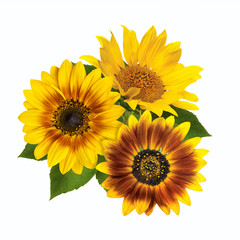 a bouquet of sunflowers isolated on white background