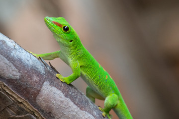 Lizard in Madagascar