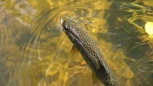 Under water shot of Brown trout swimming around a natural stream. The light catches them to show why they are called Brown trout.