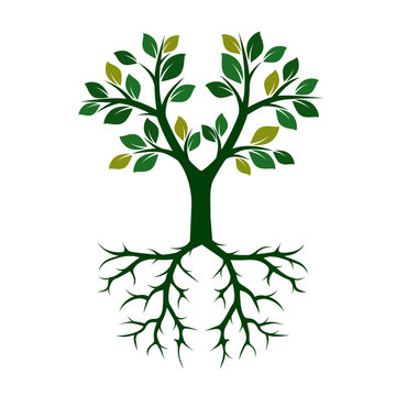 Green Tree with Roots. Vector Illustration.