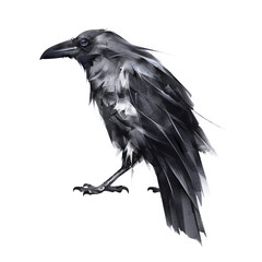 painted proud rsven back on a white background