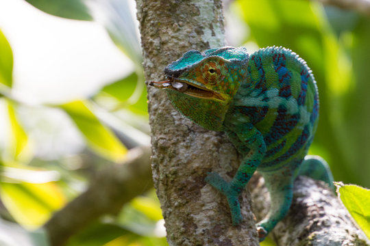 Chameleon eating an insect in Madagascar