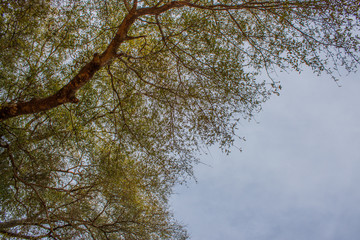 Obraz premium Nature