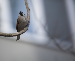 Fototapeta premium House Sparrow (Passer domesticus)