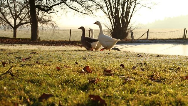 Drei G&auml;nse marschieren &uuml;ber eine gr&uuml;ne Wiese im Winter
