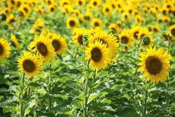 Sunflower Field