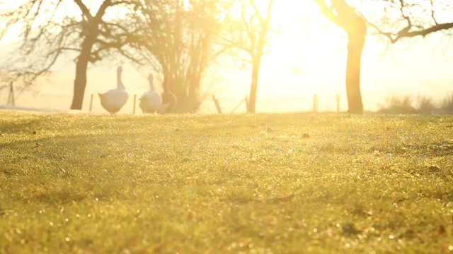 Drei G&auml;nse marschieren &uuml;ber eine gr&uuml;ne Wiese im Winter