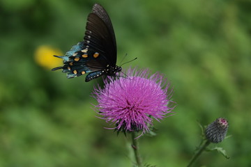 Macro Pipeline Swallowtail Battus philenor  on Thistle