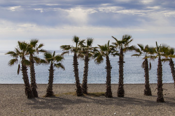 Playa con palmeras