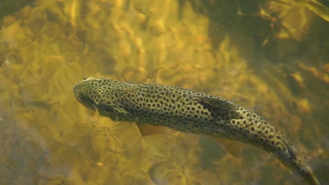 Under water shot of Brown trout swimming around a natural stream. The light catches them to show why they are called Brown trout.