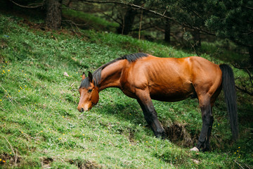 Fototapeta premium Horse Eating Grass In Spring Pasture. Horse Grazing On A Green Mountain Slope