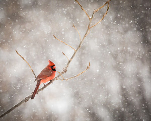 Christmas Cardinal