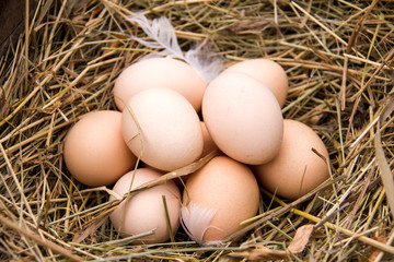 Four chicken eggs lying in the hay