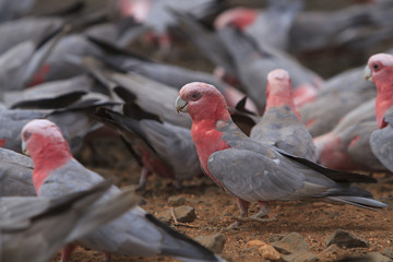 flock of Galahs