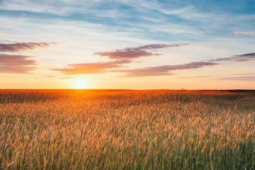Fototapeta premium Eared Wheat Field, Summer Cloudy Sky In Sunset Dawn Sunrise. Sky