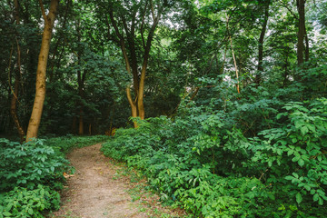 Obraz premium Forest Path Going Through Growth Of Small-Flowered Touch-Me-Not