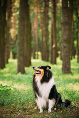 Looking Aside Scottish Rough Long-Haired Collie Lassie Adult Dog