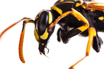 Hornet head isolated