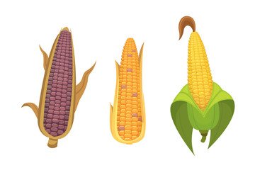 Organic Corn Isolated on White Background. Agriculture farm vegetable for popcorn vector. Corncob with leafs vegeterian food illustration