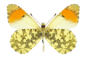 Butterfly Anthocharis damone (male) on a black background
