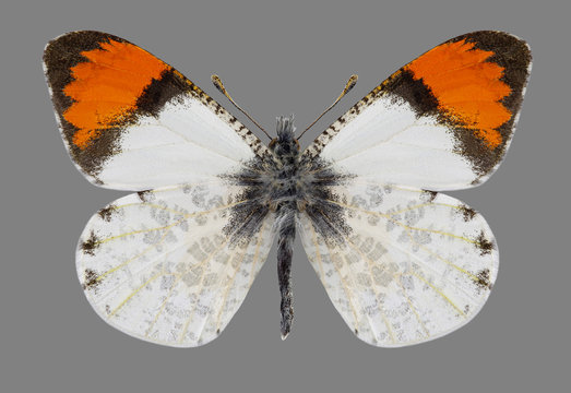 Butterfly Anthocharis sara on a black background