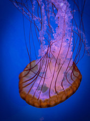 JellyFish Glow