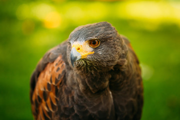 The Harris's hawk, Parabuteo unicinctus, is a medium-large bird
