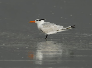 Royal Tern