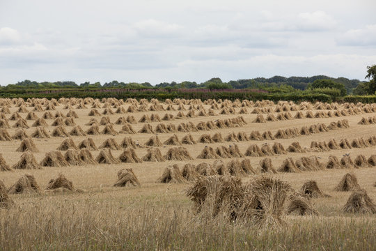 Stooks in field, focus on foreground