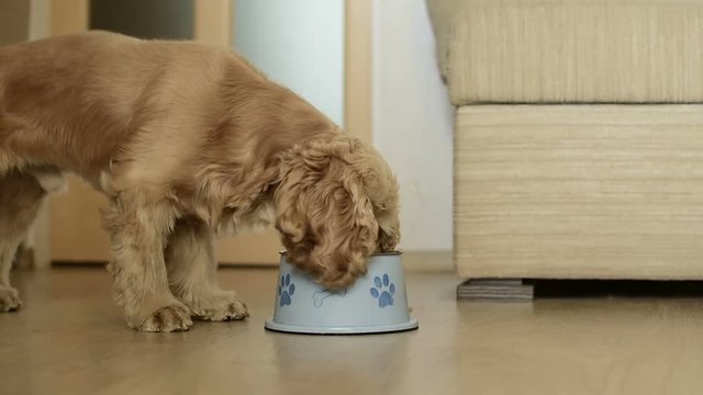 Cute american cocker spaniel dog eating