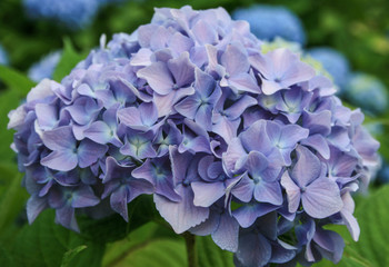 Pretty Hydrangea