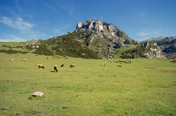 Picos de Europa mountains, Asturias, Spain.