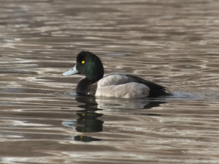 Obraz premium カモ