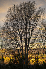 Obraz na płótnie Canvas winter trees in sunset