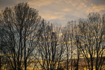winter trees at sunset