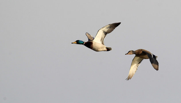 Pair of Mallard Ducks Flying above river Danube,in Belgrade,Zemun,Serbia.