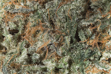Blackberry Kush cannabis macro