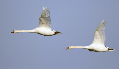Pair of swans flying over the River Danube at Zemun in the Belgrade Serbia.