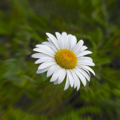 Obraz premium flower camomile