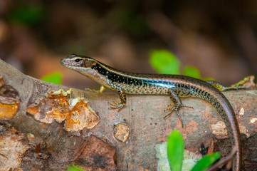Mr Skink