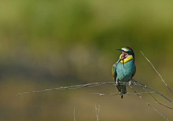 rufender Bienenfresser (Merops apiaster)