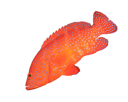 Red fish isolated. Coral Grouper fish on white background