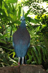 Pretty Bird in Bronx Zoo
