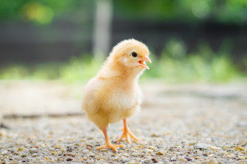 A little chicken in garden